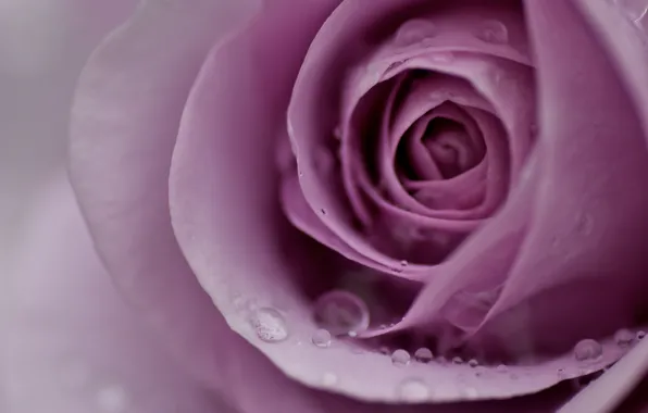 Картинка цветок, вода, капли, макро, роса, розовая, нежность, роза