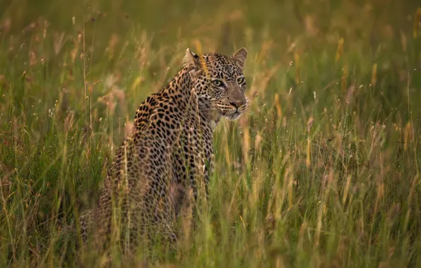 Кошка, леопард, саванна