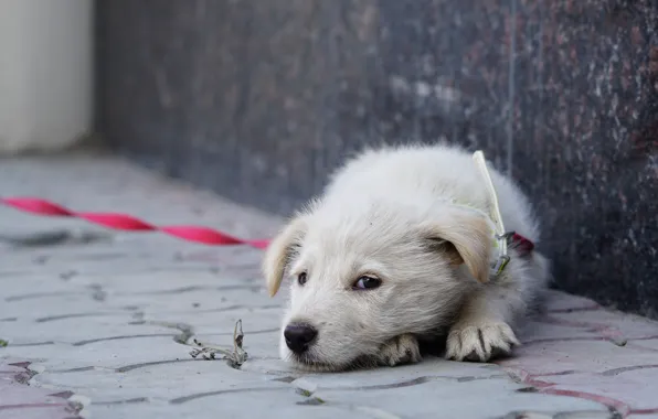 Картинка взгляд, собака, лежит