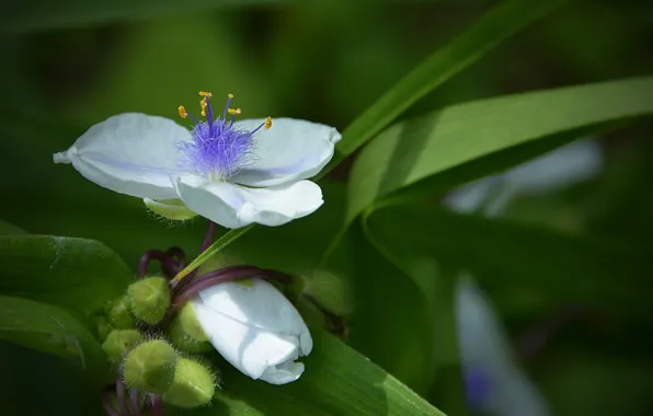 Картинка макро, Цветы, white, белые, flowers, macro