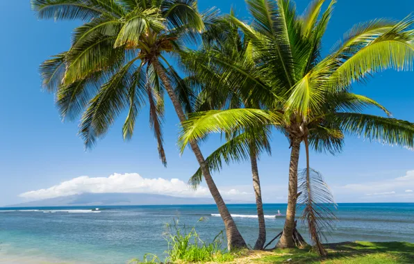Картинка море, солнце, тропики, пальмы, побережье, Гавайи, США
