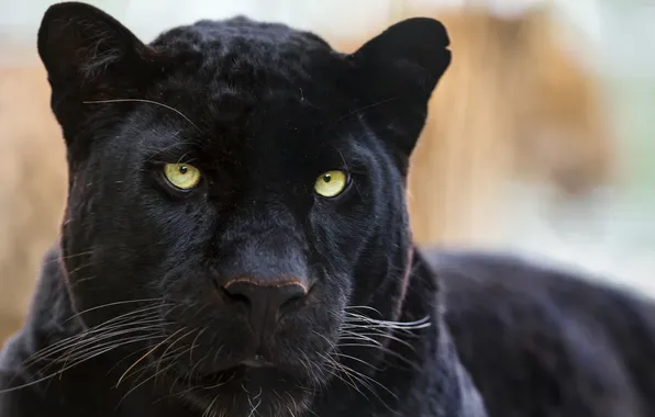 Кошка, морда, чёрный, пантера, леопард, ©Tambako The Jaguar