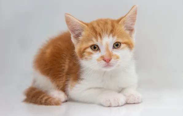 Кошка, белый, взгляд, поза, котенок, фон, портрет, светлый