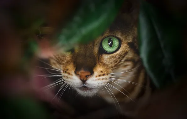 Кошка, взгляд, листья, природа, глаз, котенок, фон, мордашка