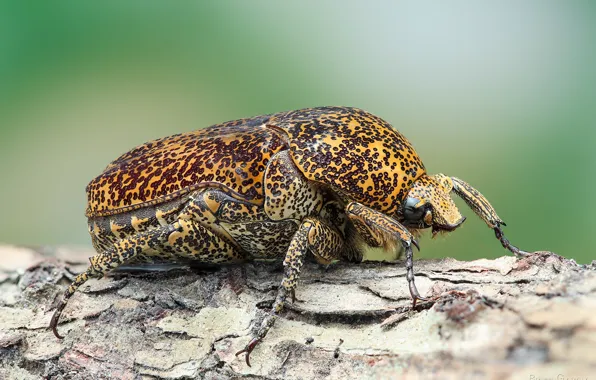Макро, желтый, дерево, жук, насекомое, бревно, кора, зеленый фон