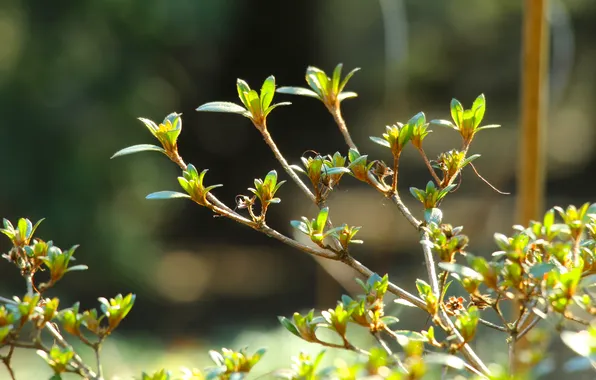 Spring, plant, twig