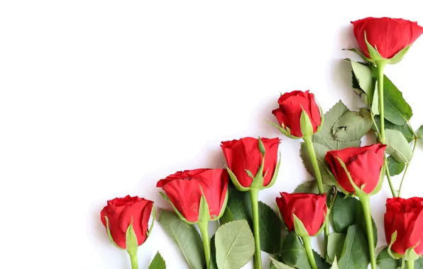 Любовь, цветы, розы, букет, красные, red, wood, flowers