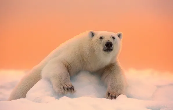 Картинка зима, морда, снег, природа, лапы, шерсть, медведь, белый медведь
