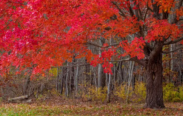 Осень, деревья, природа