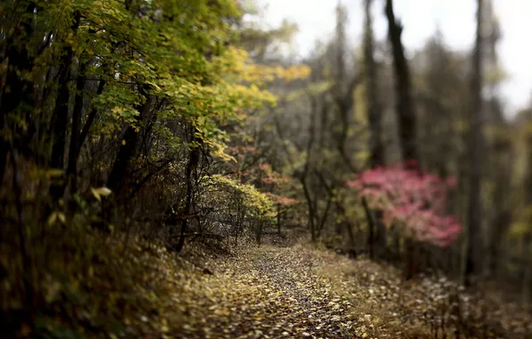 Картинка осень, лес, деревья, природа, листва, розмытость, лорожка