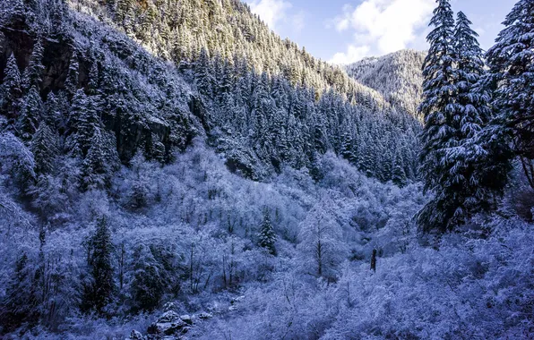 Зима, лес, снег, деревья, горы, ущелье