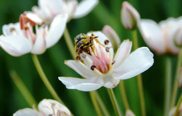Цветок, природа, Flower, макро обои, beautifful