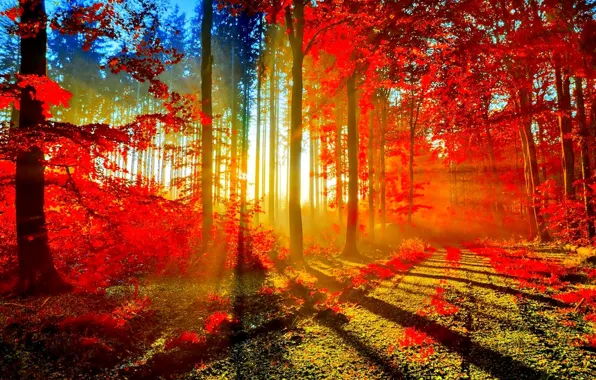 Road, Autumn, Forest, sun rays