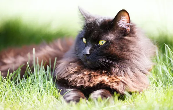 Картинка кошка, трава, кот, взгляд, черный, лежит
