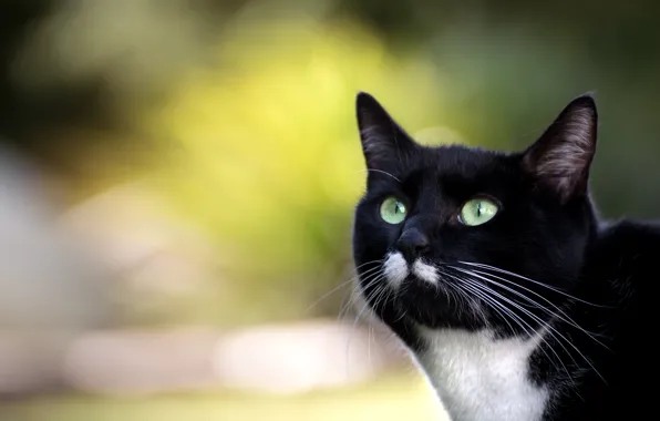 Глаза, кот, фон, красавец