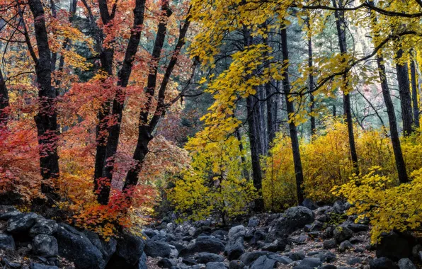 Осень, лес, деревья, камни, листва, клён