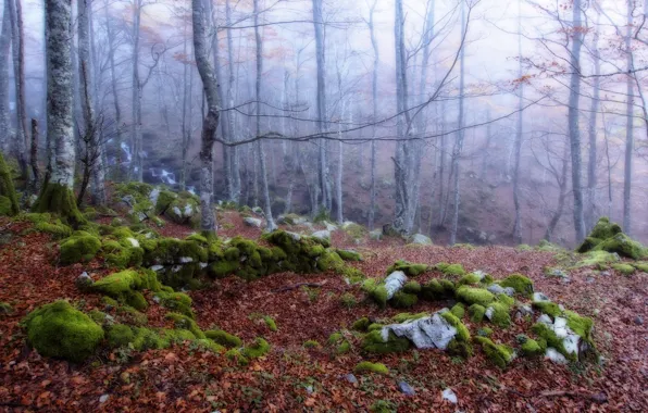 Картинка осень, лес, природа, туман
