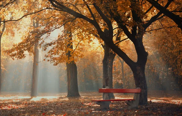 Осень, туман, парк, утро