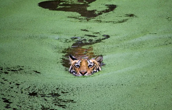 Картинка кошка, тигр, озеро, Индия