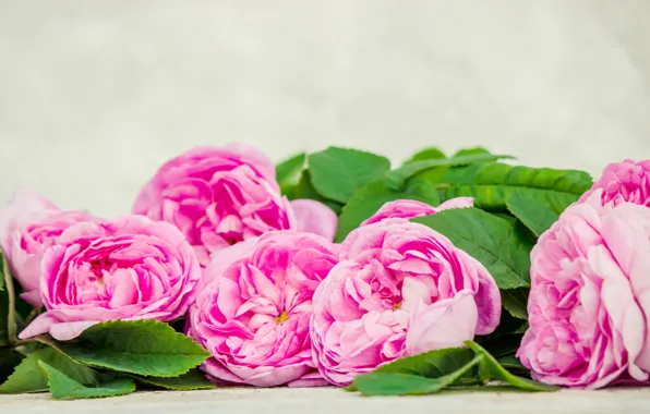 Цветы, розы, лепестки, розовые, wood, pink, flowers, petals