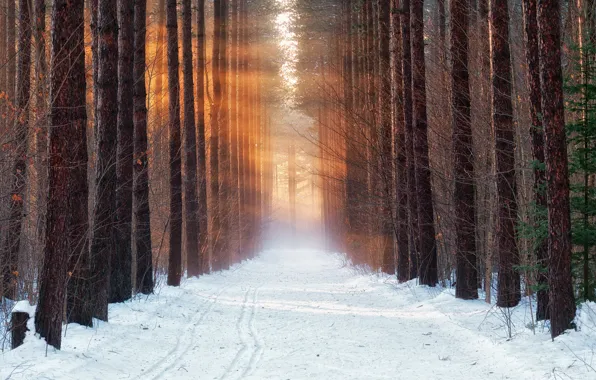 Картинка холод, зима, лес, снег, утро