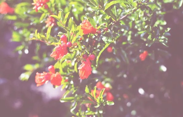 Зелень, деревья, цветы, лепестки, кусты