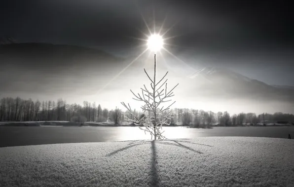 Зима, пейзаж, дерево