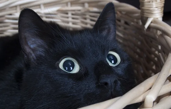 Кошка, глаза, морда, корзина, черный кот