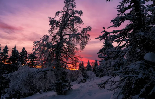 Снег, деревья, рассвет, мороз