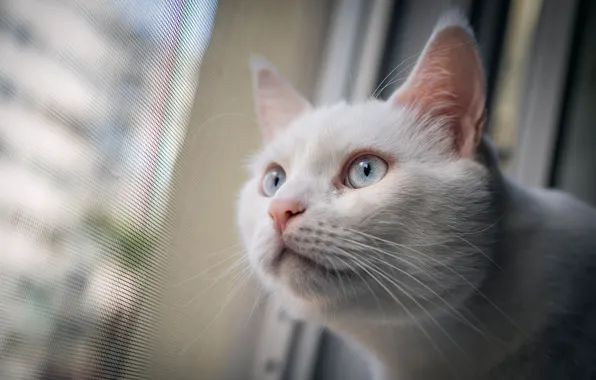 Картинка кошка, взгляд, мордочка, белая
