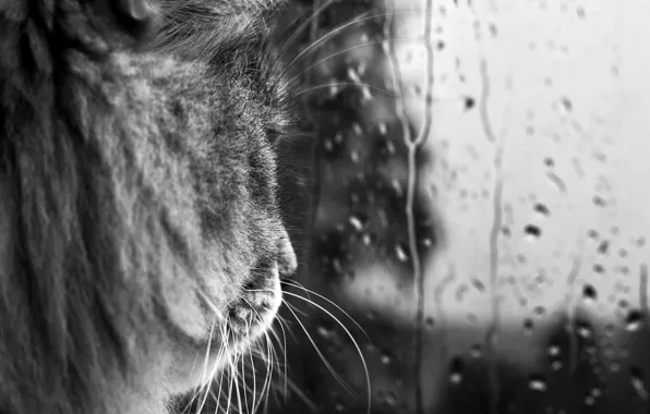 Картинка кот, усы, стекло, капли, дождь, черно-белая