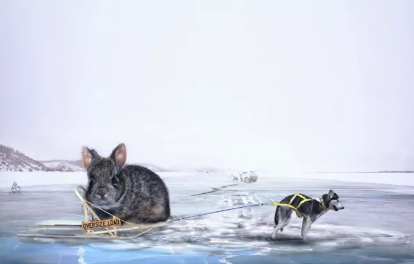 Картинка креатив, лёд, ситуация, собака, кролик, сани, хаски