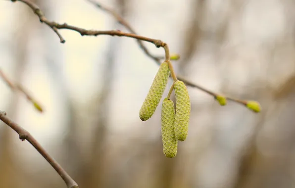 Tree, plant, twig