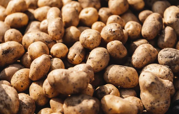 Quantity, harvest, potatoes