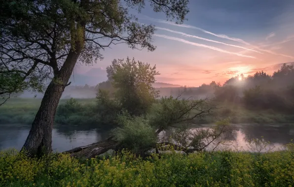 Картинка деревья, пейзаж, природа, туман, река, рассвет, утро, травы