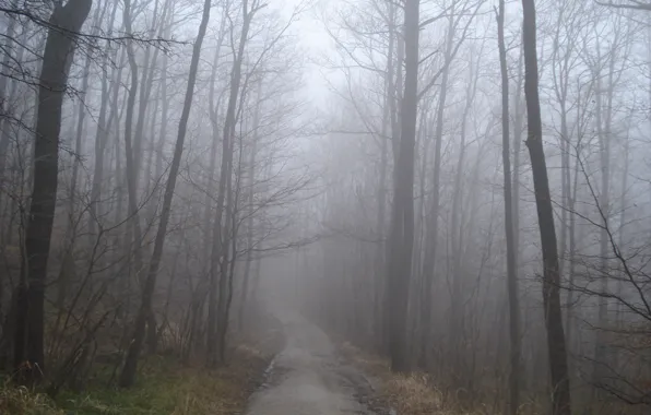 Осень, лес, туман, дорожка, forest, Autumn, fog, path