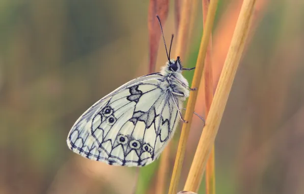 Butterfly, delicate, insect