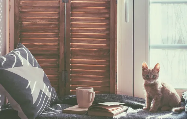 Картинка кошка, кот, комната, кровать, окно, кружка, подушка, книга