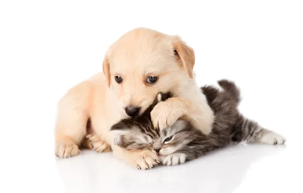 Кошка, взгляд, поза, котенок, вместе, игра, собака, щенок