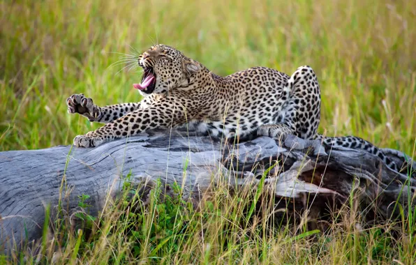 Картинка трава, леопард, Африка, большая кошка, потягивается