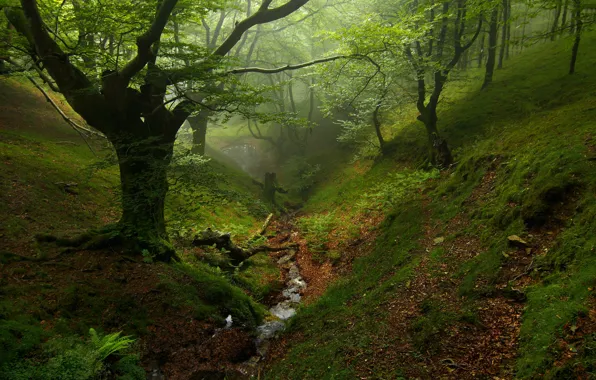 Осень, лес, деревья, ручей, овраг