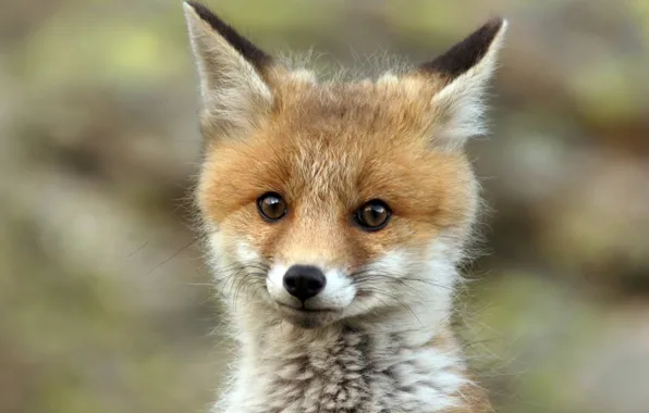 Лиса, fox, redhead, cute