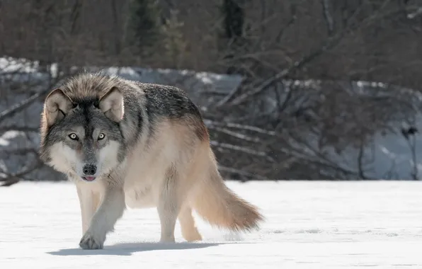 Nature, face, animal, wolf, wildlife, head, fur, mammal