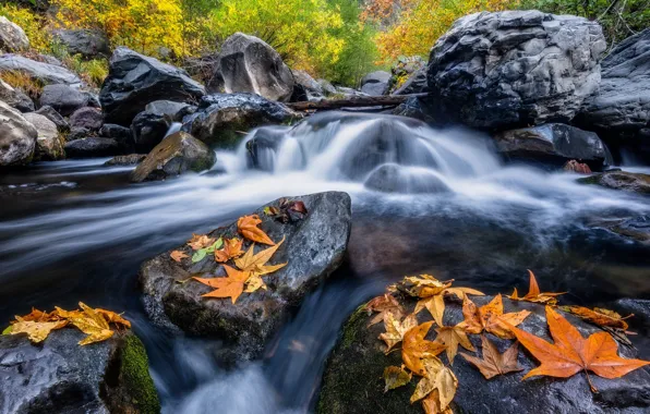 Осень, лес, камни, листва, водопад, валуны, кленовые, осенние листья