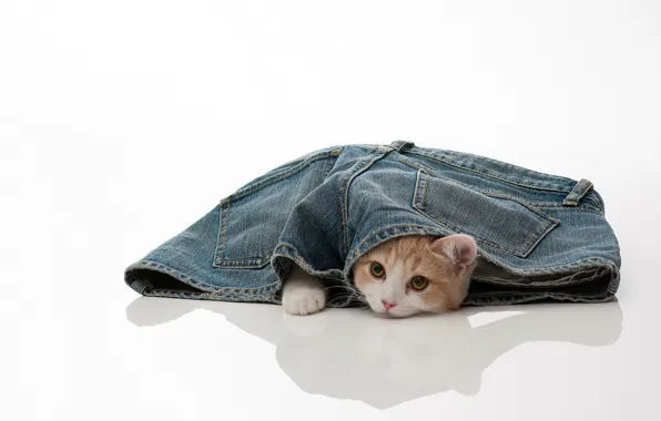 Картинка кошка, джинсы, torode