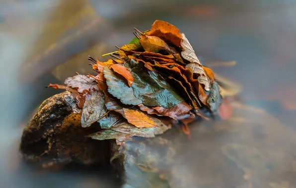 Картинка осень, листья, вода, природа