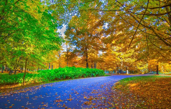 Дорога, Осень, Деревня, Жёлтые листья