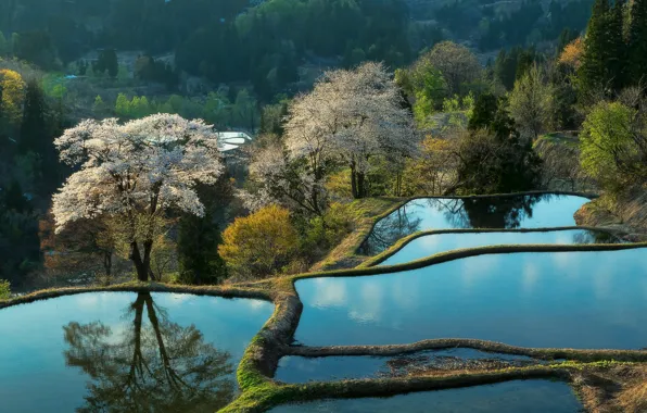 Вода, деревья, пейзаж, природа, весна, Япония, сакура, цветение