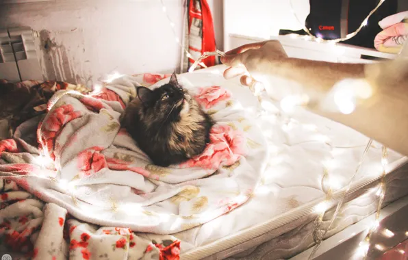Кошка, свет, праздник, новый год, кровать, неон, одеяло, light