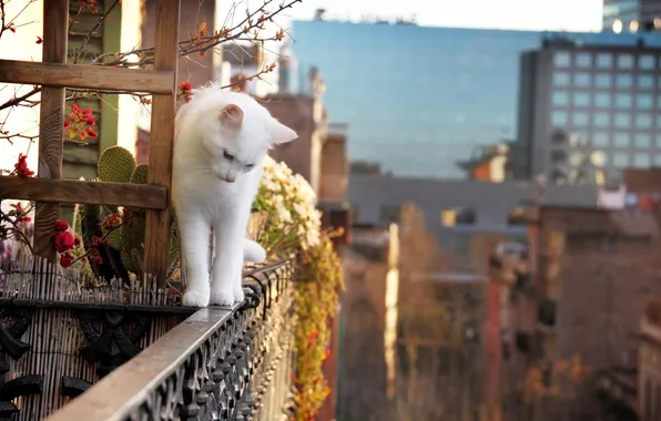Кошка, кот, высота, балкон